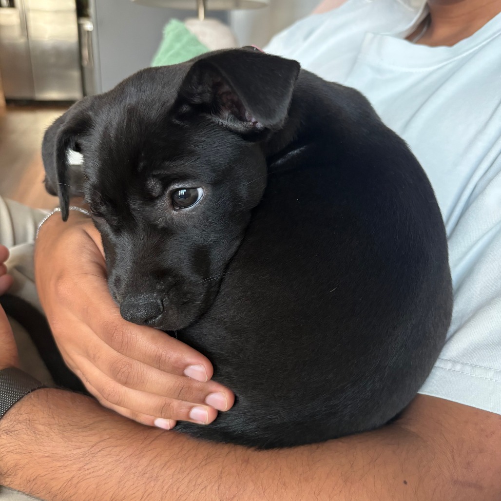 Darling Daffodil — thumbnail 10