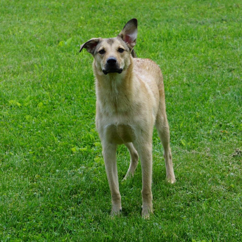 Jack, photo 10