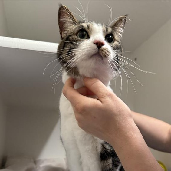 Trudy: Male 60 Domestic Shorthair