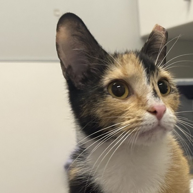 Haddie — thumbnail 2