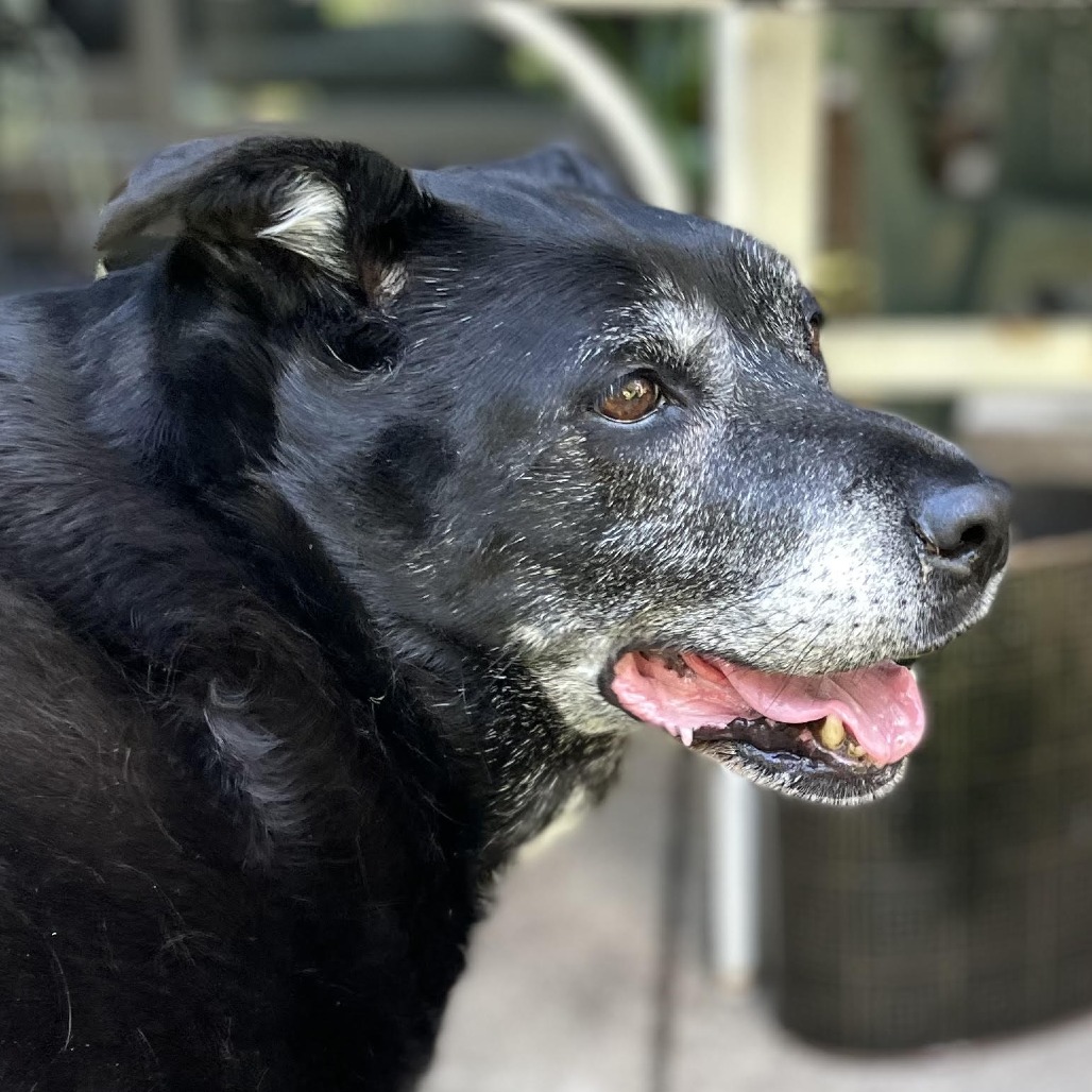 Pearl D11732, photo 16