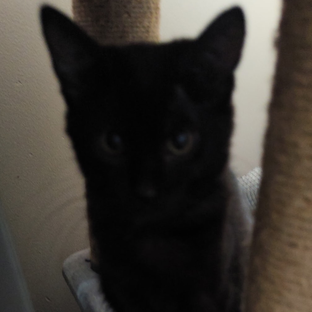 SABRINA - Domestic Shorthair available for adoption
