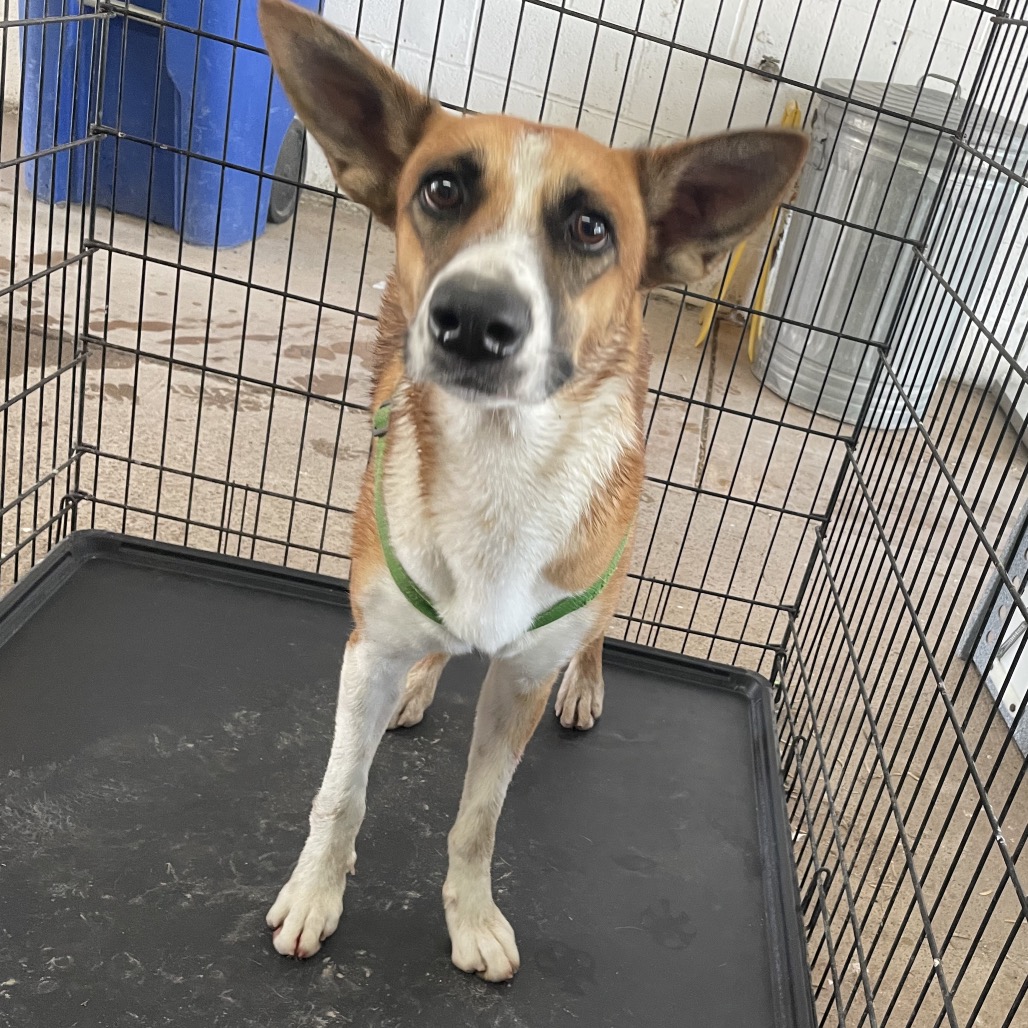TAFFY - Shepherd available for adoption