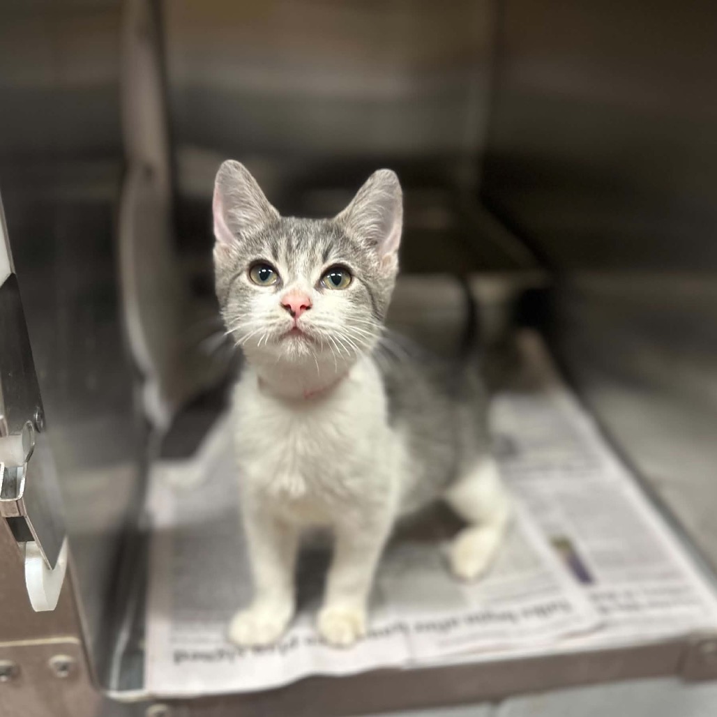 PATTY CAKE - Domestic Shorthair available for adoption