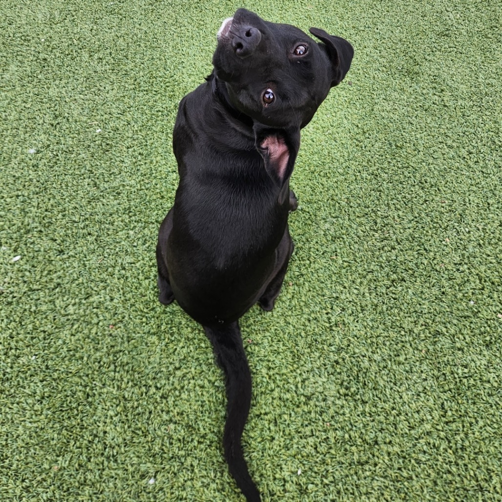 Darla — thumbnail 4