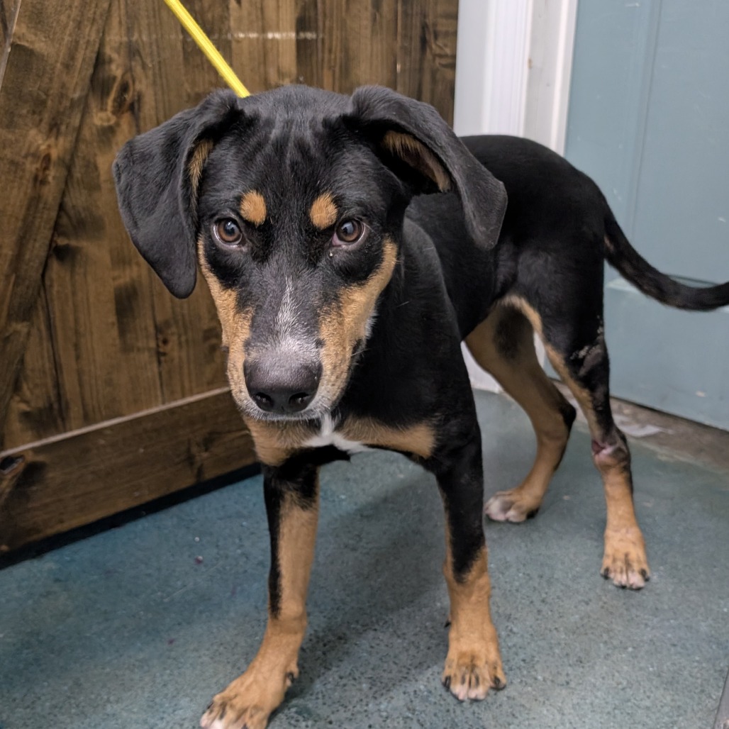 Lancelot — thumbnail 2