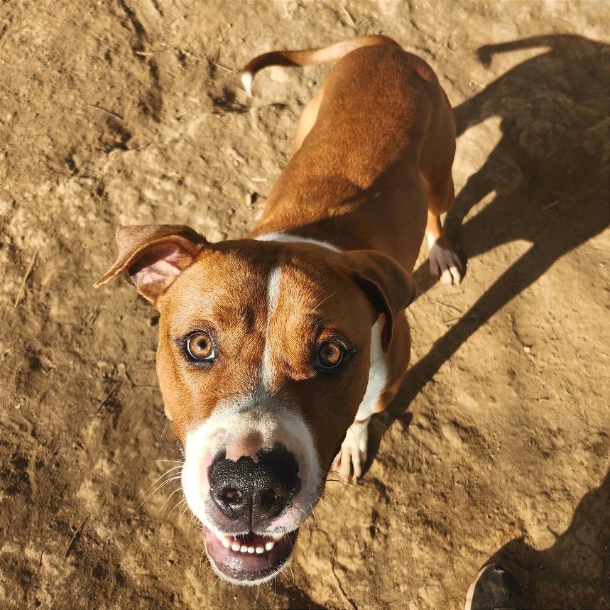 Buford — thumbnail 7