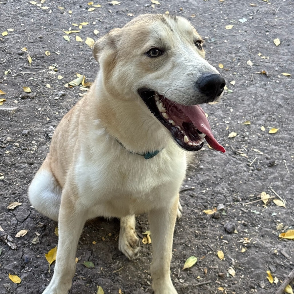 Scout, photo 10