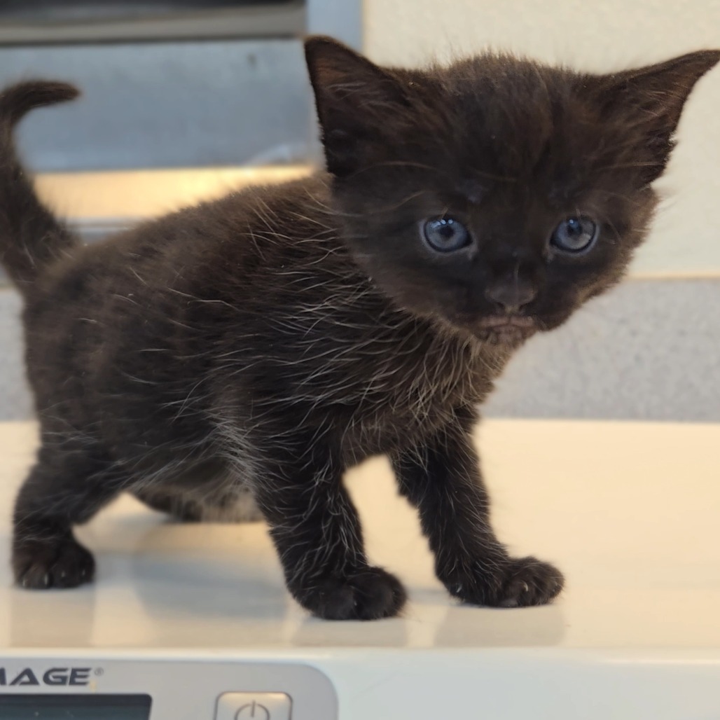 Stormie Webster, available for adoption at PVAS