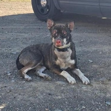 Kennel#19(Phoenix) 's preview photo