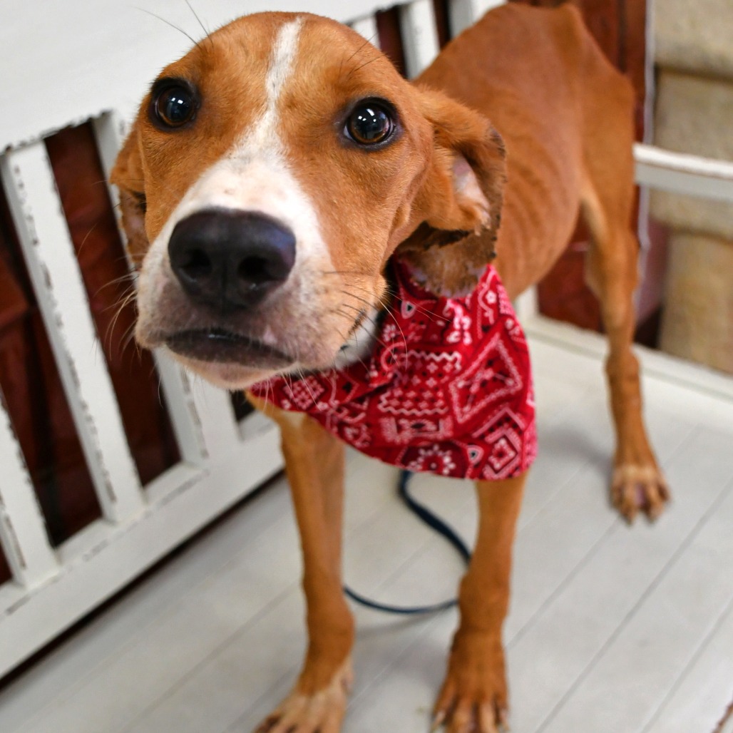 FELIX - Black Mouth Cur available for adoption