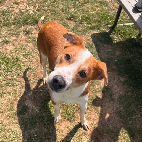 Domingo — thumbnail 3