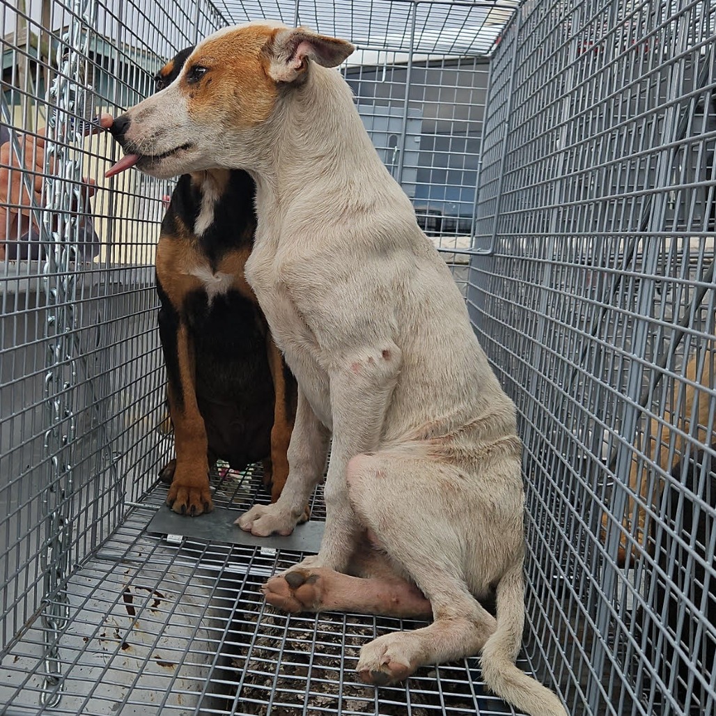 Applejack — thumbnail 10