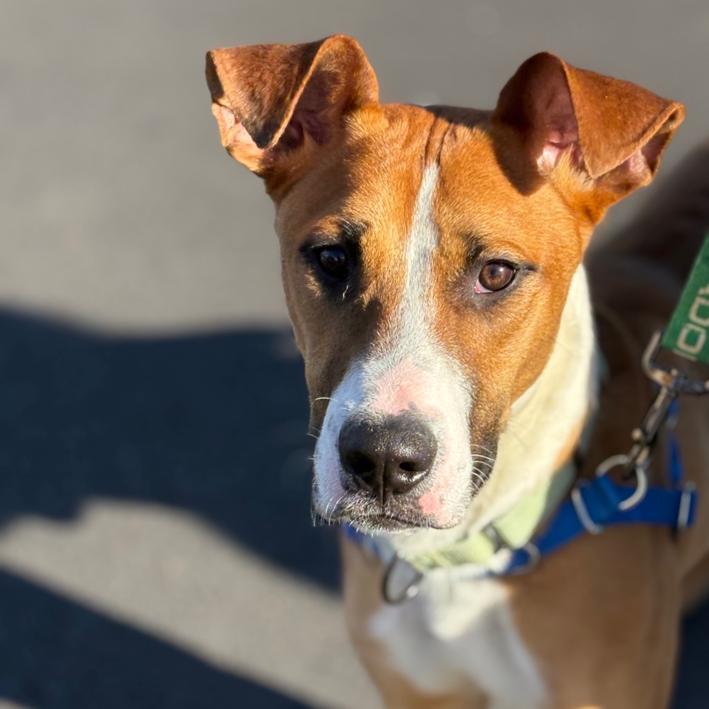 BERNIE (FKA ERNIE) - Collie, Smooth / Pointer, English available for adoption