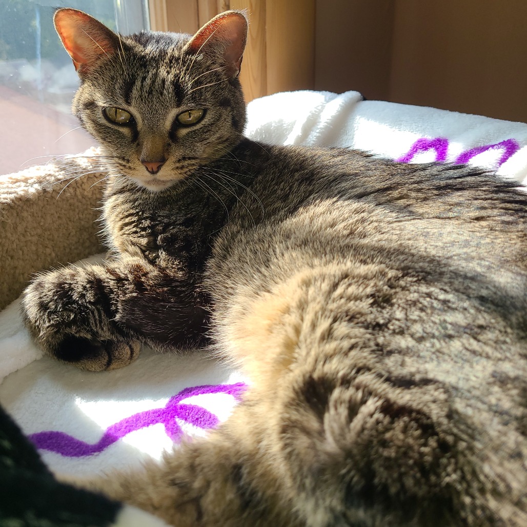Gabbi--In Foster, photo 16