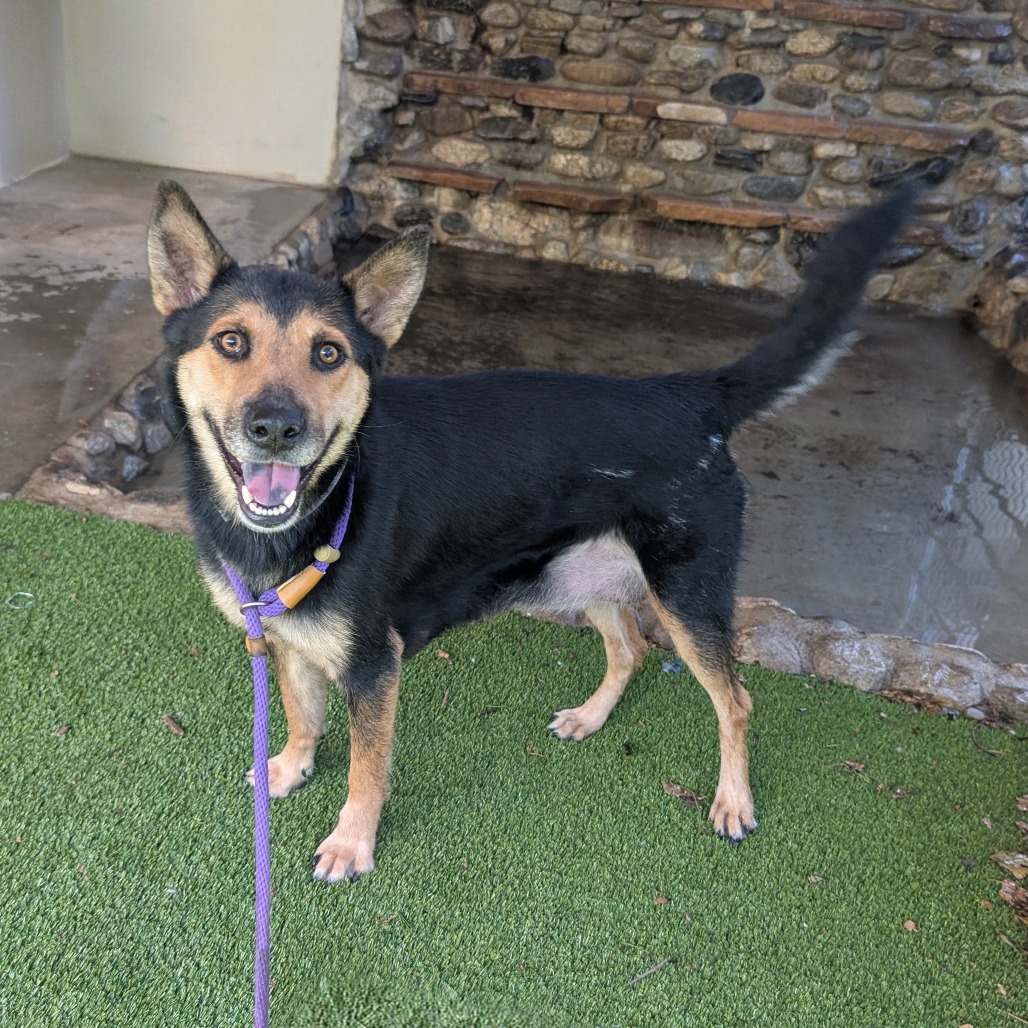 Cattle Dog