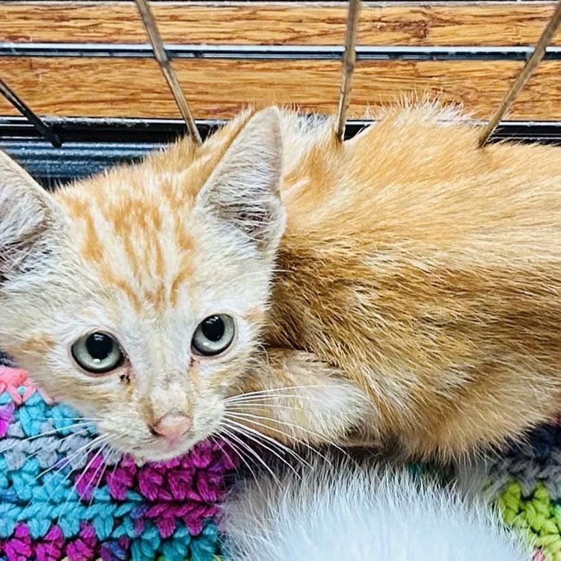 Newbie L — Help us name this newbie! Image