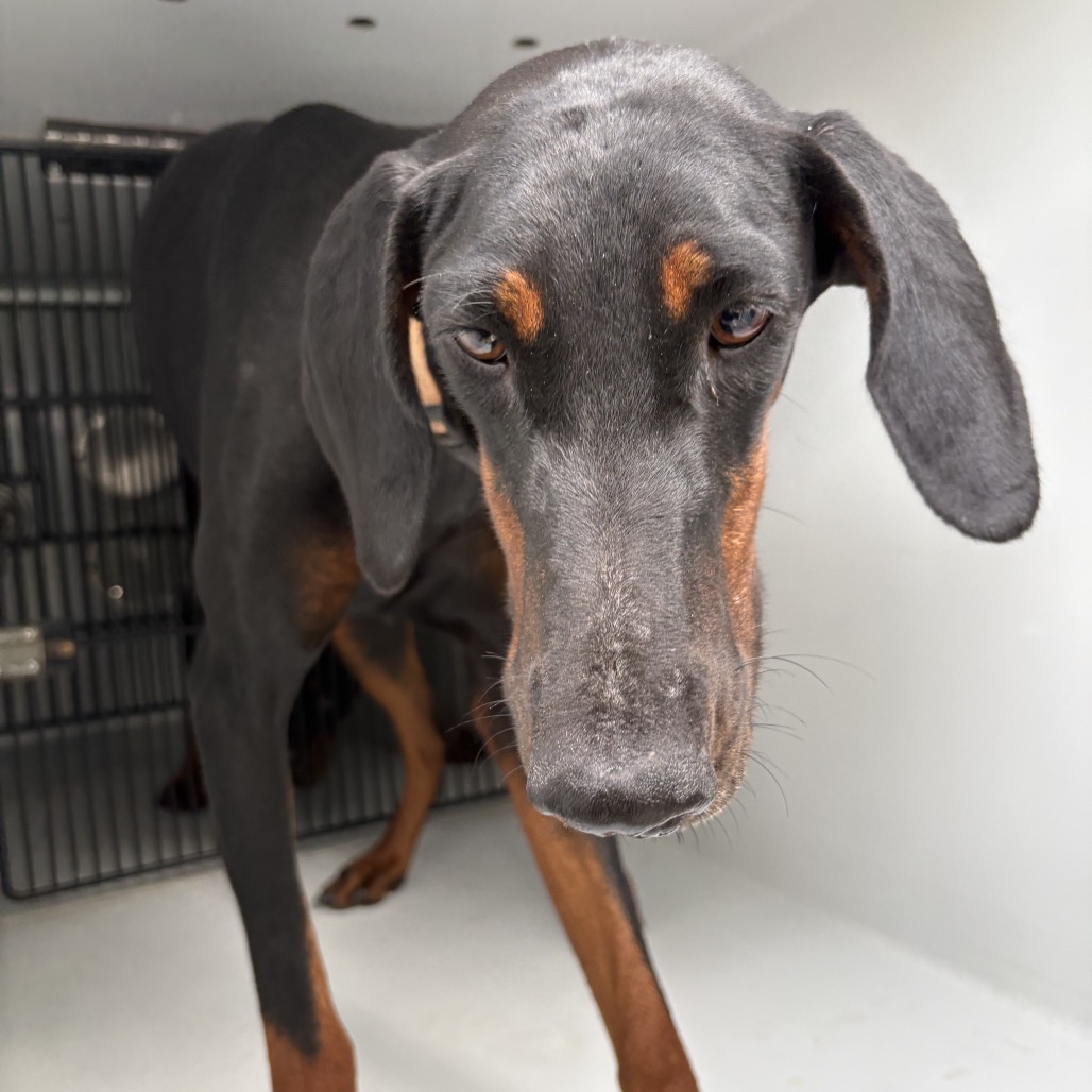 GRETCHEN - Pinscher / Doberman available for adoption