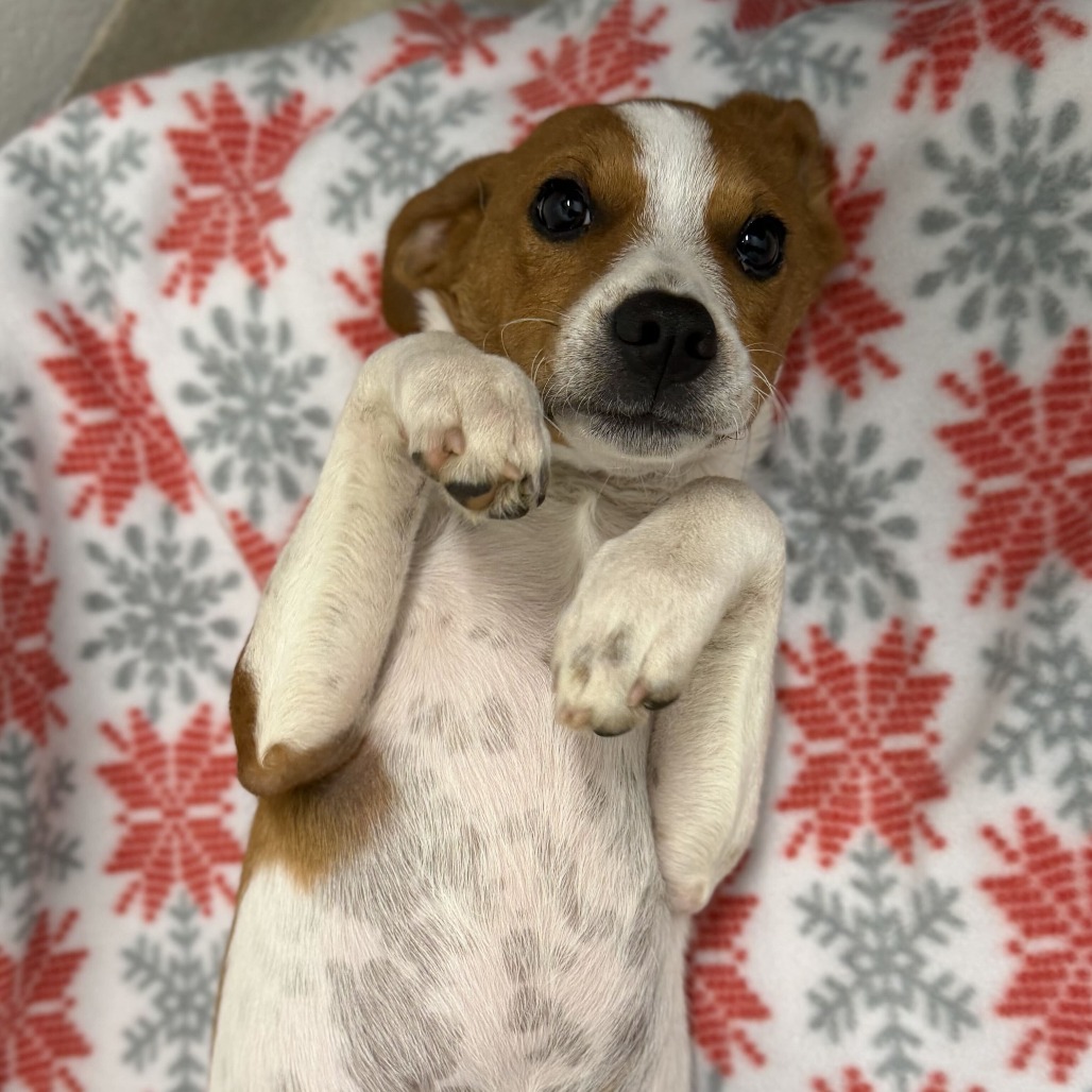 BOOTS - Terrier, Jack Russell / Beagle available for adoption