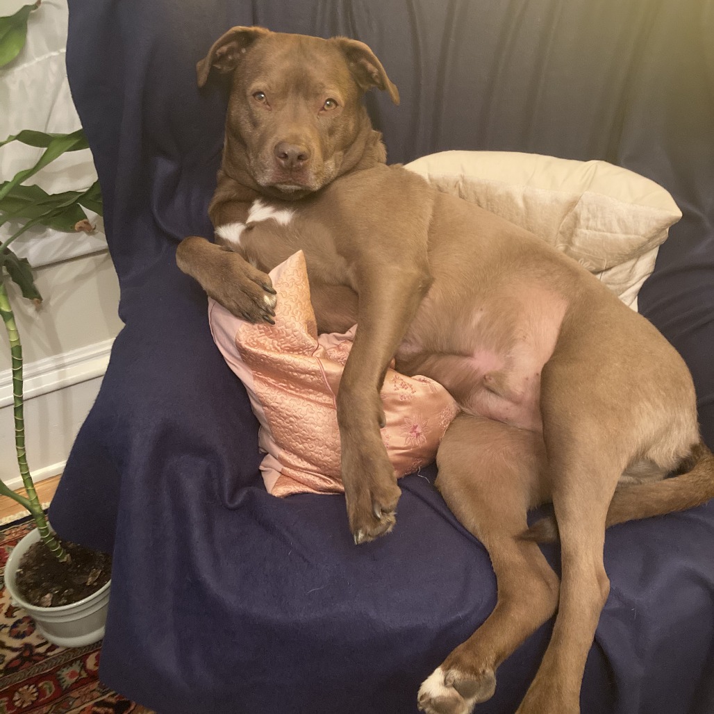 Rex, photo 21