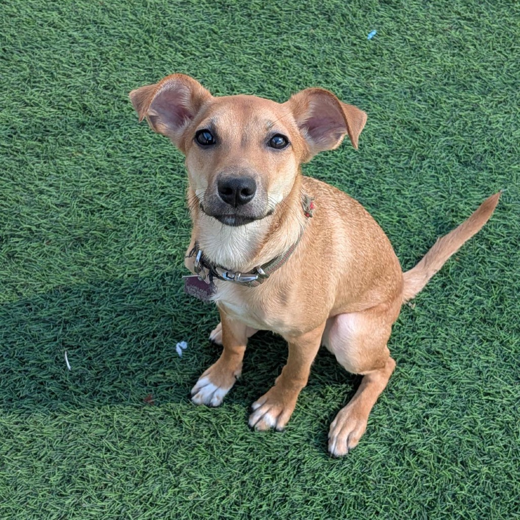MORNING STAR - Chihuahua, Short Coat / Mixed Breed (Medium) available for adoption