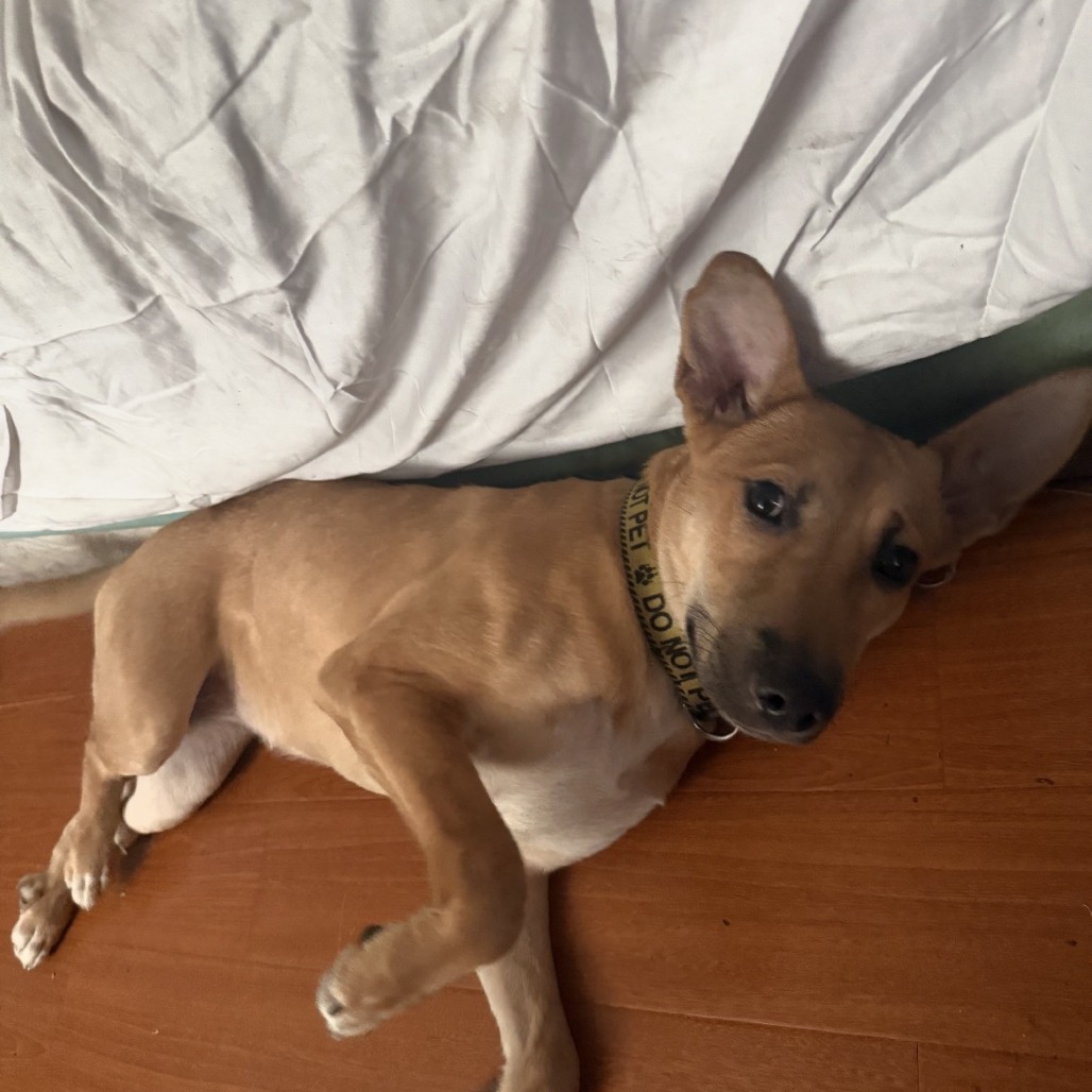 SUGAR - Mixed Breed (Medium) available for adoption