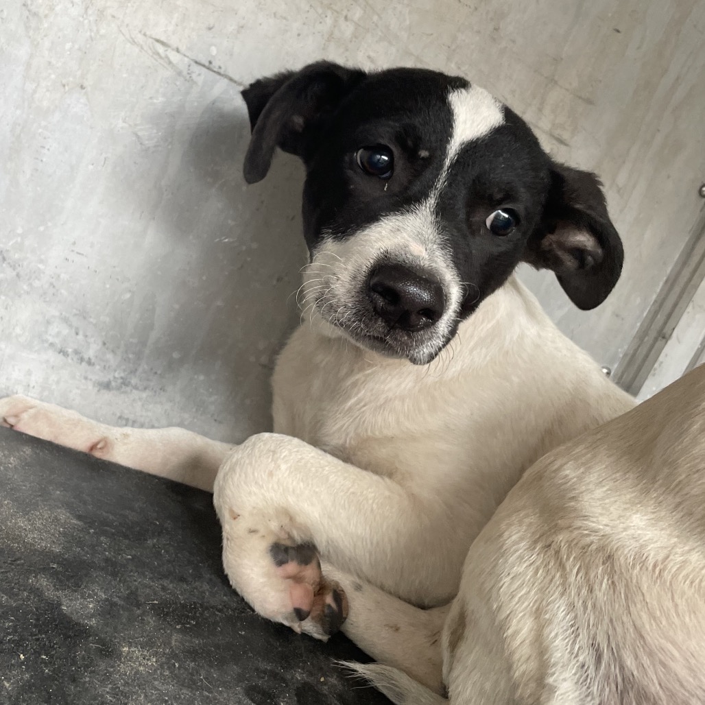 GON - Shepherd available for adoption
