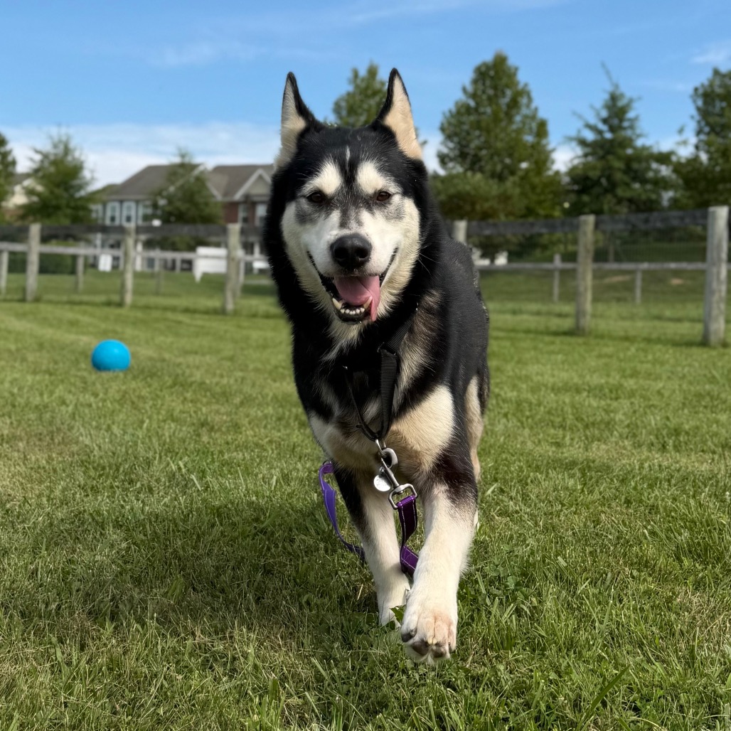 COMET - Husky / Siberian available for adoption