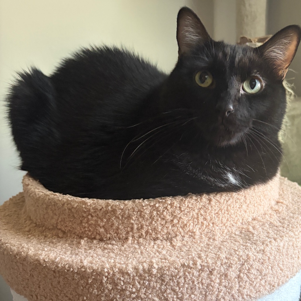 JINXIE - Domestic Shorthair available for adoption