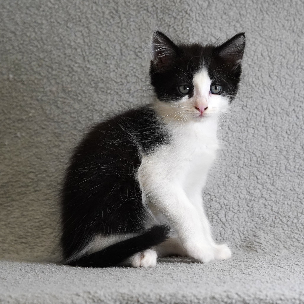 Miro