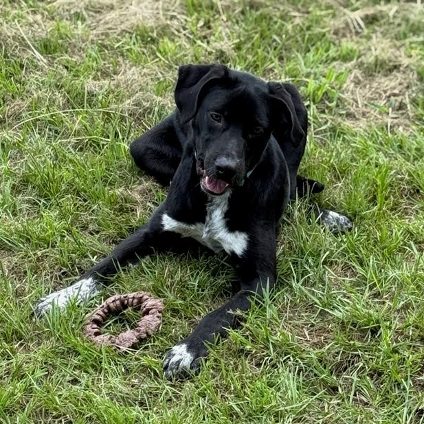 WYLIE - Retriever, Black Labrador / American Blue Heeler for adoption in Beaumont