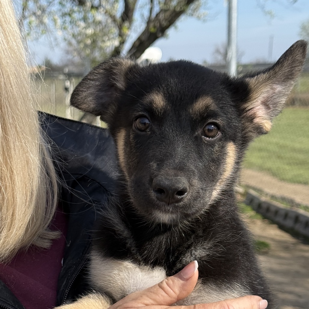 Topaz — thumbnail 4