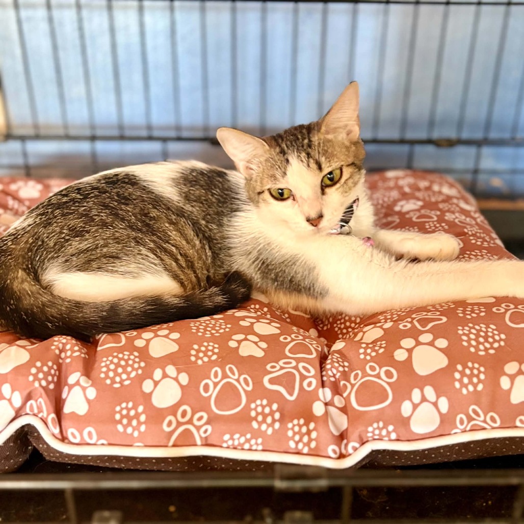 HEIDI - Domestic Shorthair available for adoption