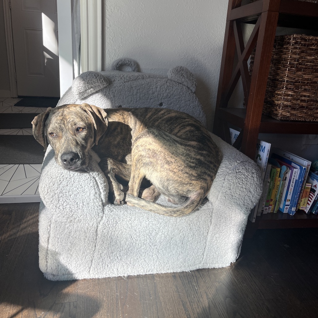 Tillie, photo 6