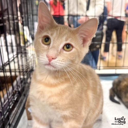MY FLUTTERSHY - Domestic Shorthair available for adoption