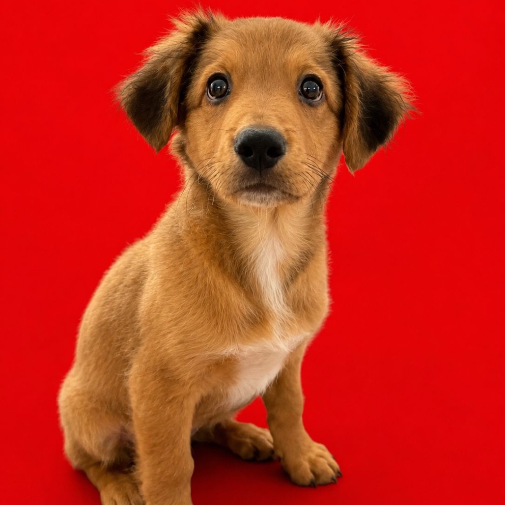 CHANDLER - Spaniel / Mix available for adoption