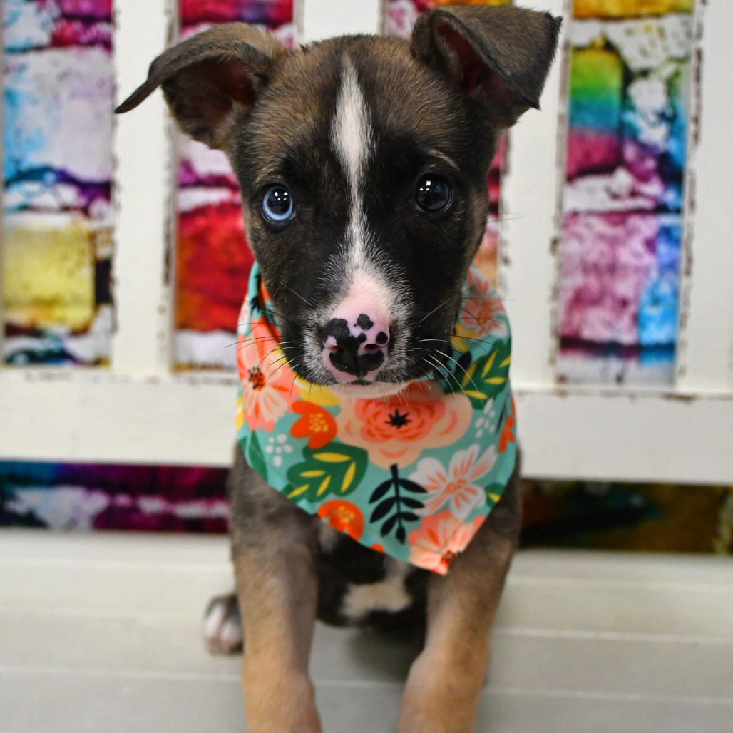ROYAL - Husky available for adoption