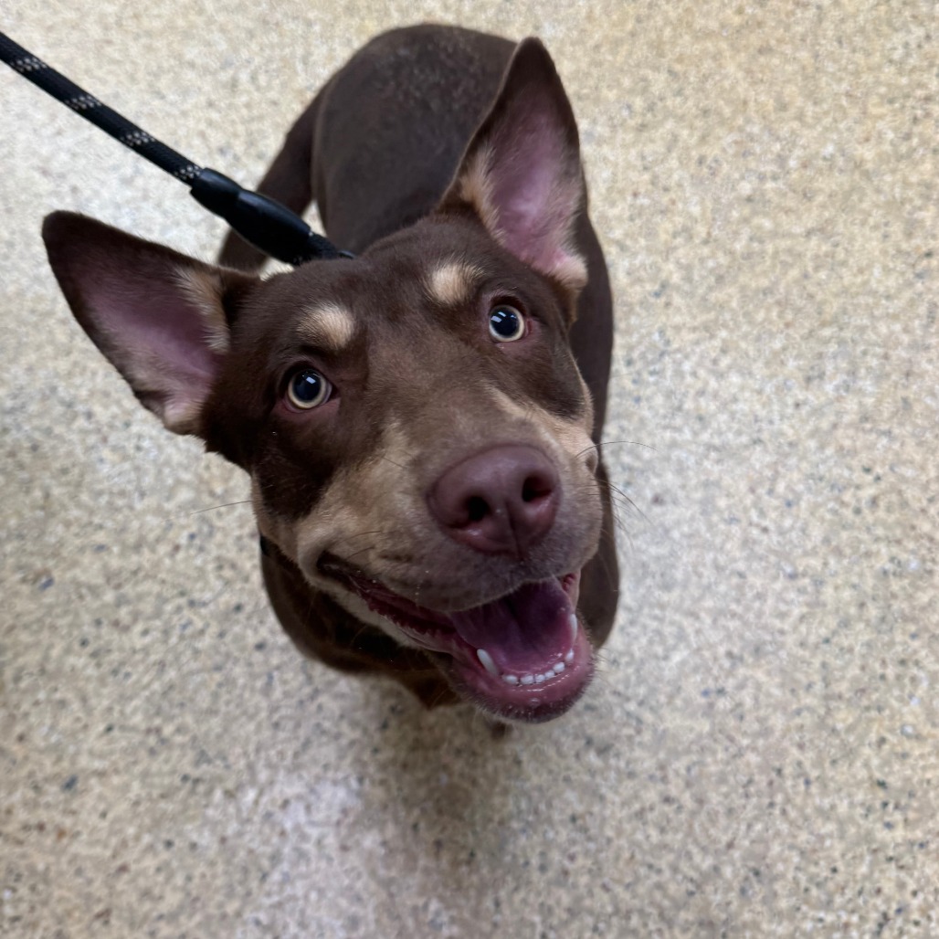 ATHENA - Mixed Breed (Medium) available for adoption