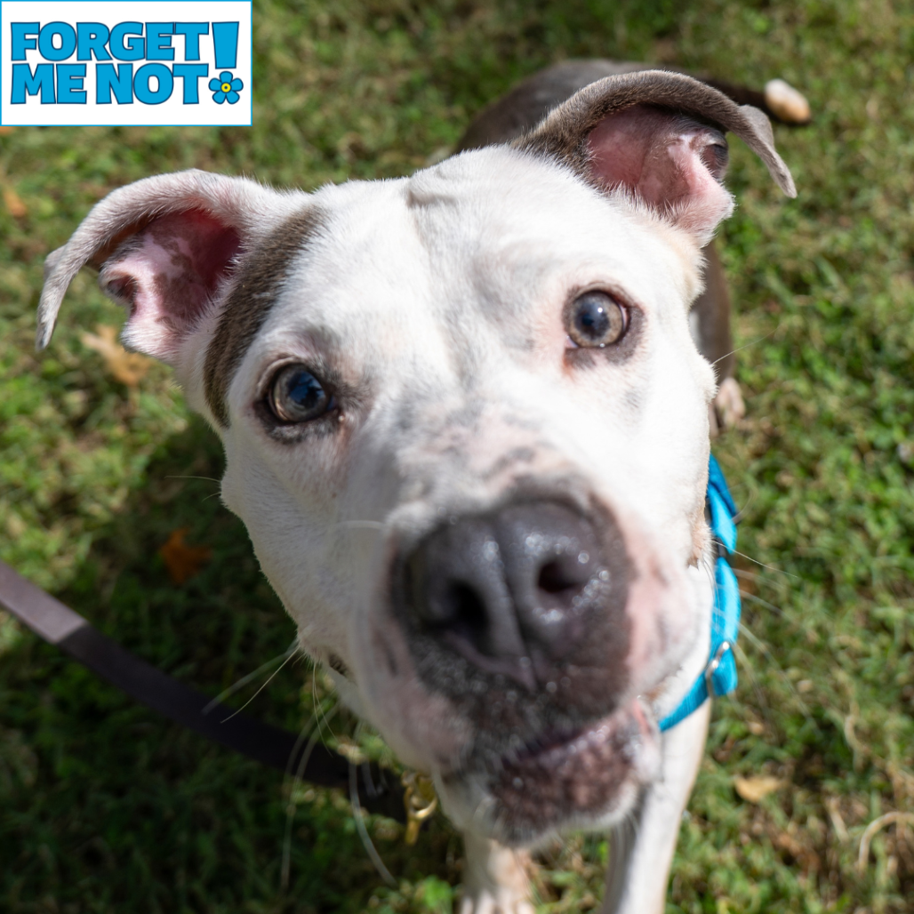 ELLIE - Terrier / American Pit Bull available for adoption