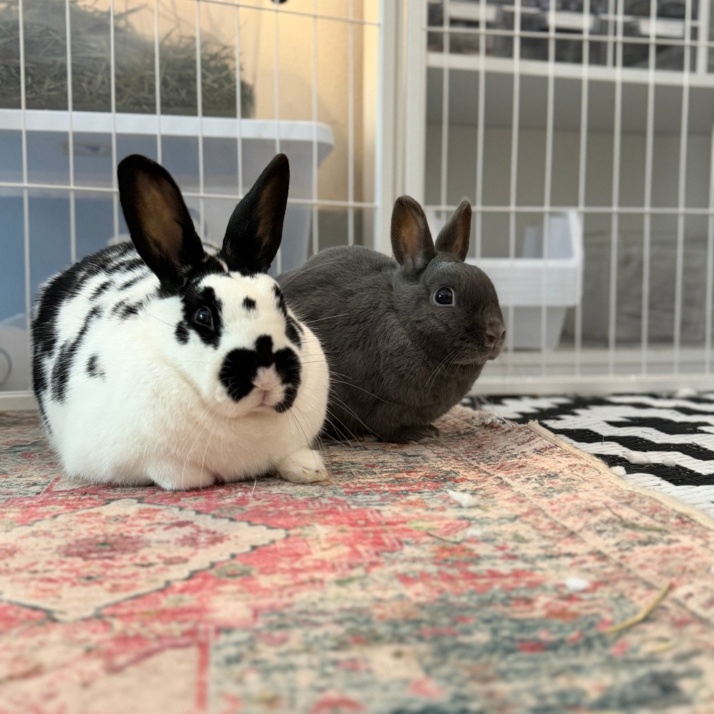 Nelly (bonded with Buns), photo 4