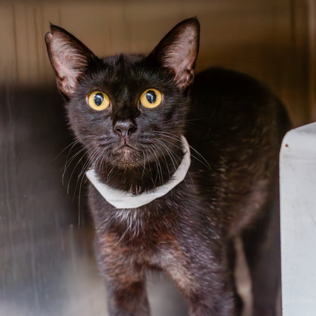 DONNA - Domestic Shorthair / Mix for adoption in Hattiesburg