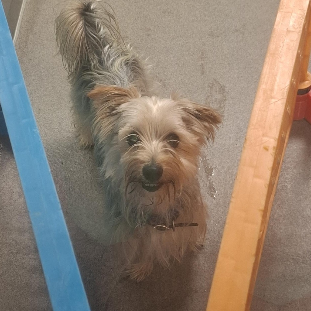 AMOEBA - Terrier / Yorkshire, Yorkie available for adoption