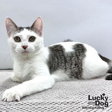 HADLEY - Domestic Shorthair available for adoption