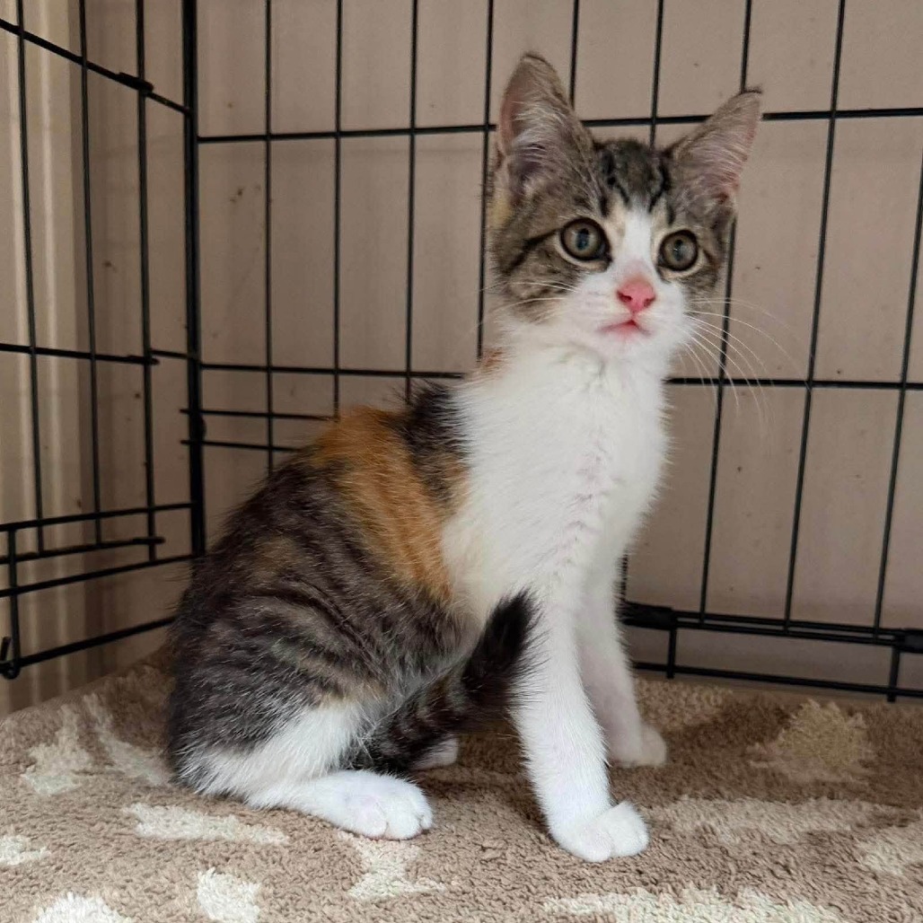 OAKLEY-AT PETSMART MADISON EAST - Domestic Shorthair available for adoption