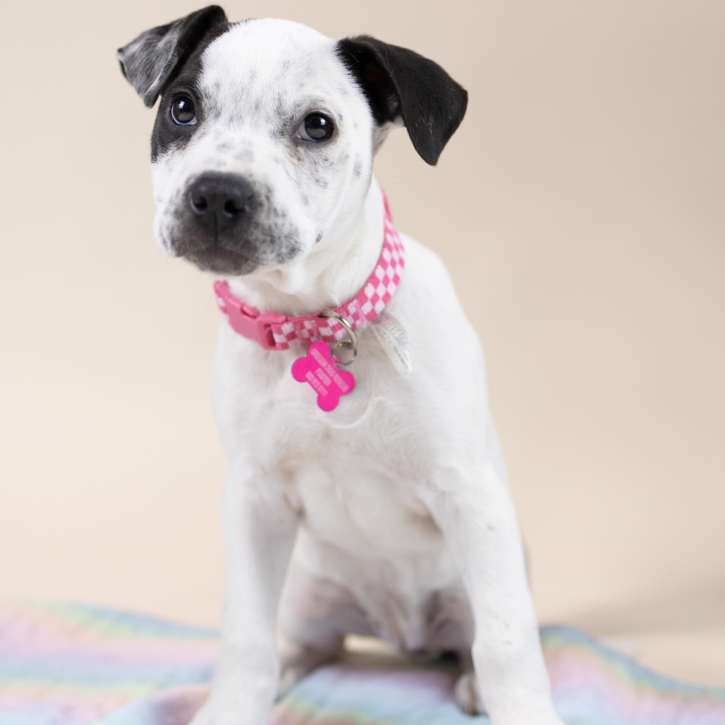 Spot Rescue Dogs Spot is available for adoption at Oregon Dog Rescue