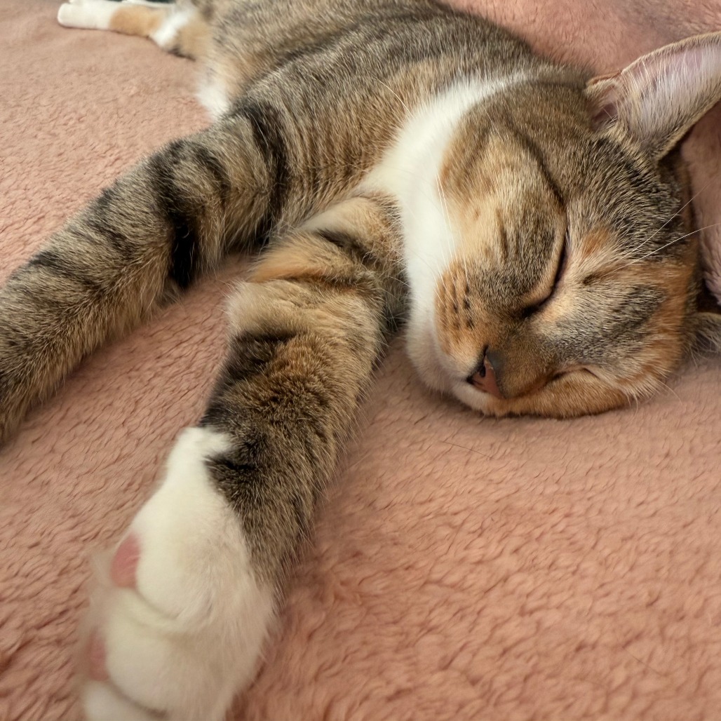 Nutmeg picture #19