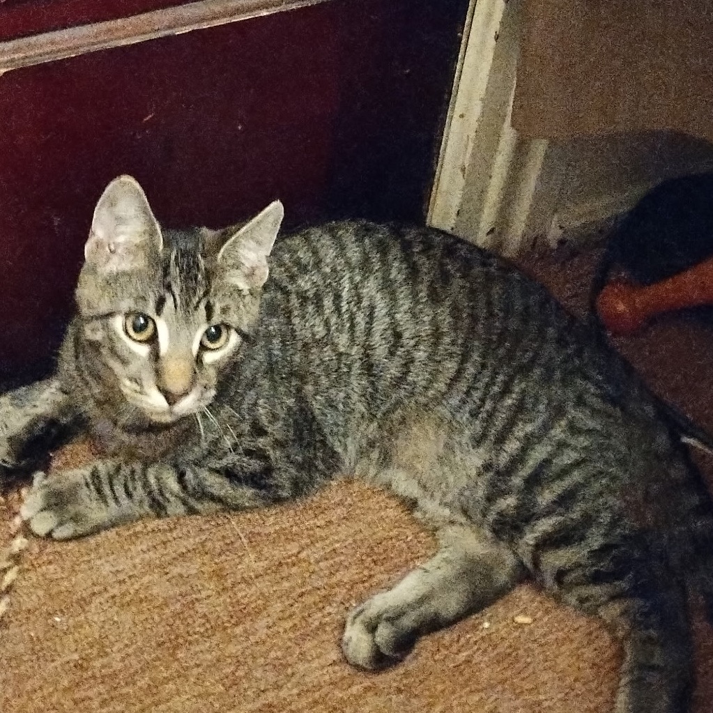 Moki
