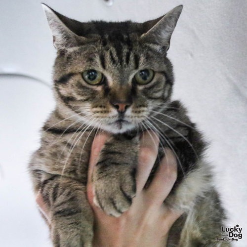 TWIZZLE - Domestic Shorthair available for adoption
