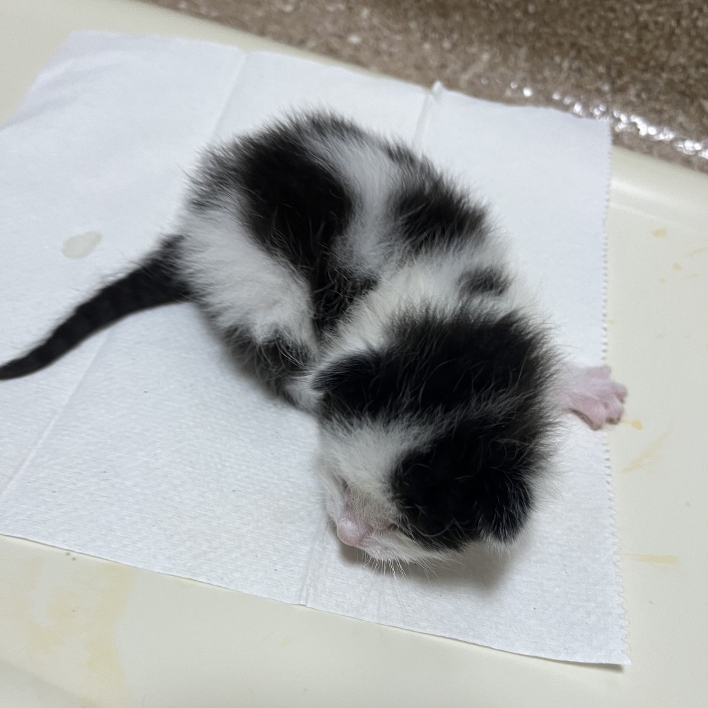 B.W. - Domestic Shorthair available for adoption