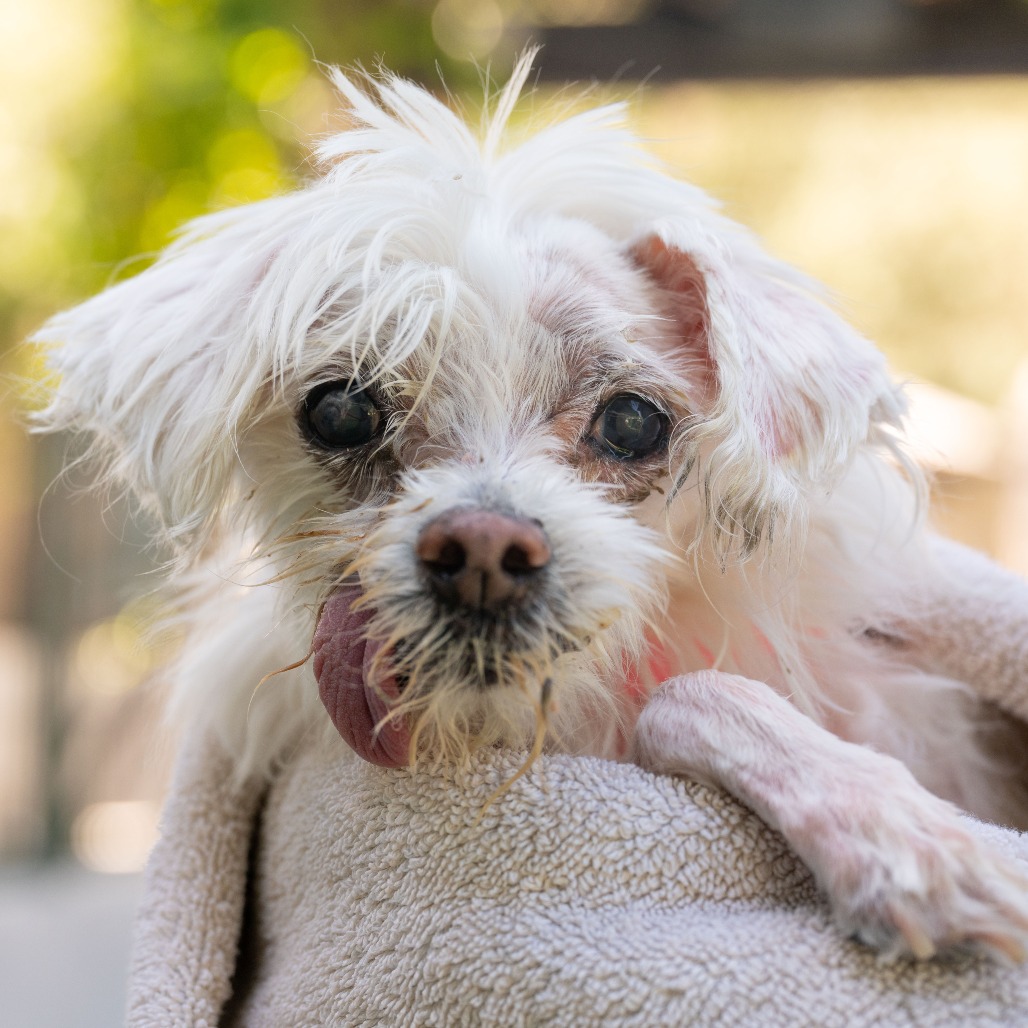 Pici the 3rd, adoptable senior dog